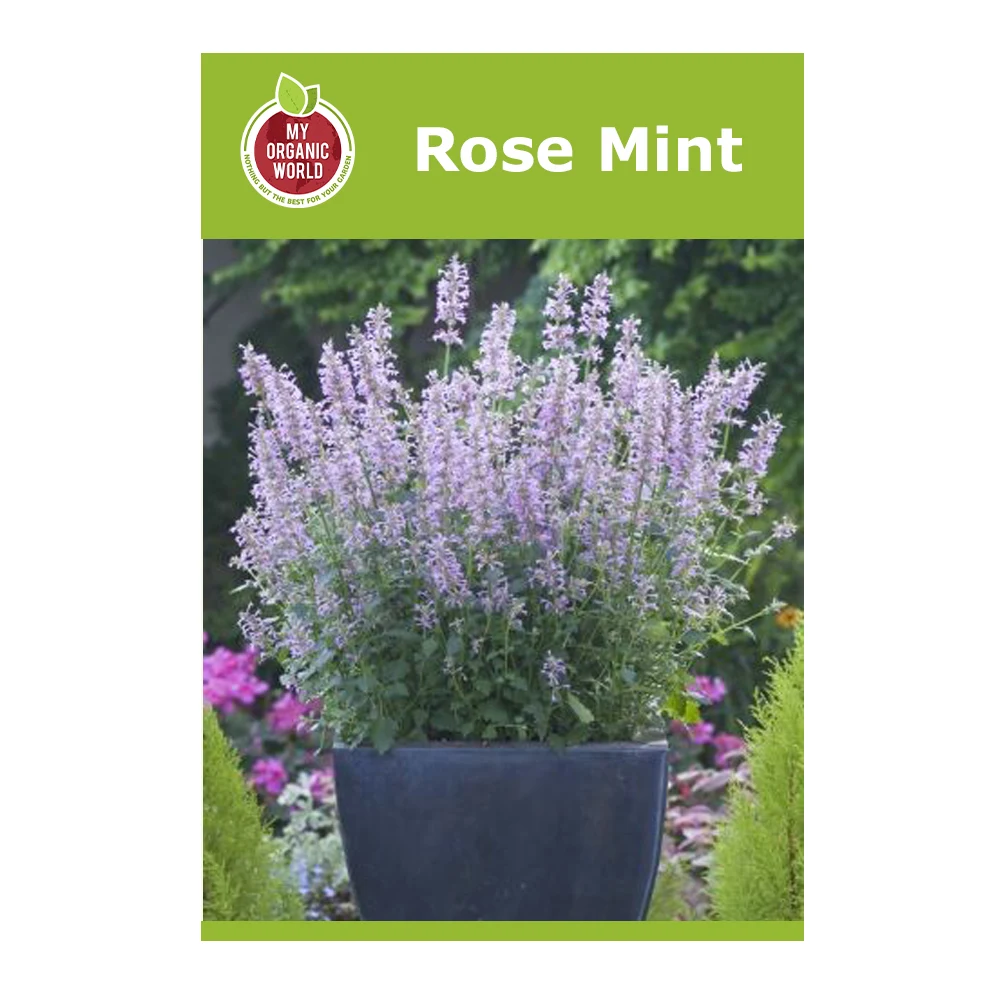 Neomexicana Rose Mint Seeds