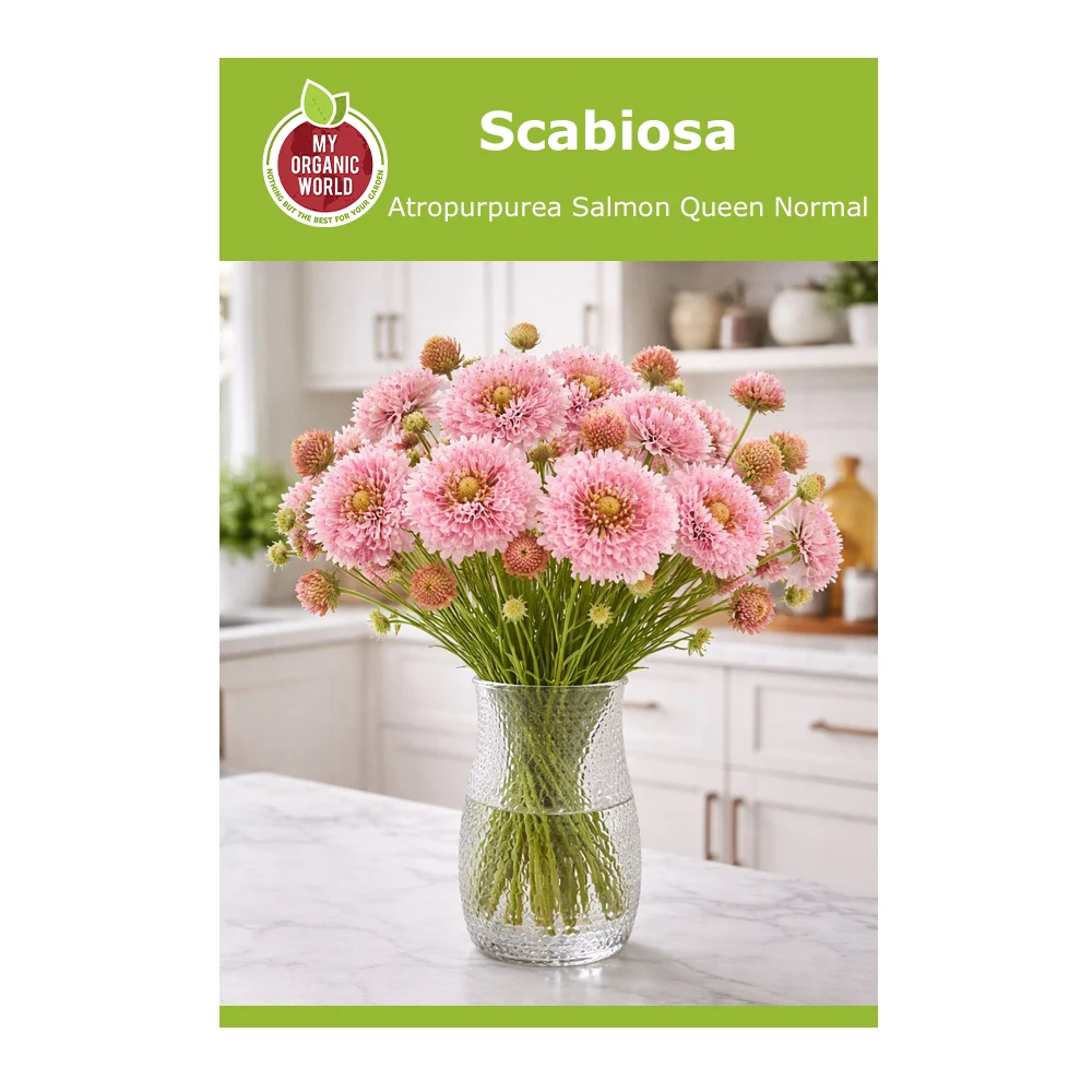 Scabiosa Atropurpurea Salmon Queen Normal