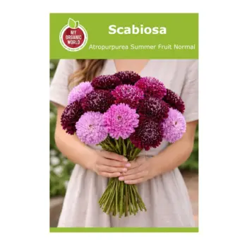 Scabiosa Atropurpurea Summer Fruit Normal Seeds