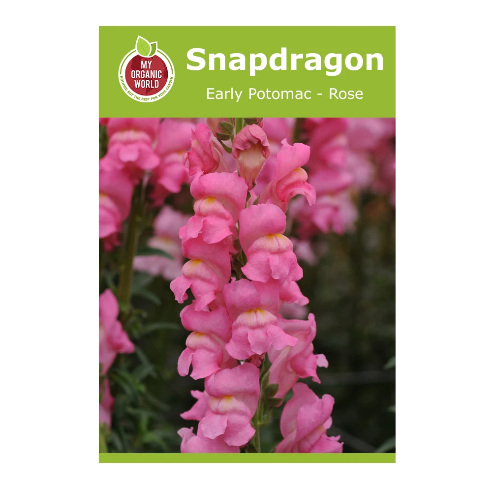 Snapdragon Early Potomac Rose 1 Snapdragon Early Potomac Rose