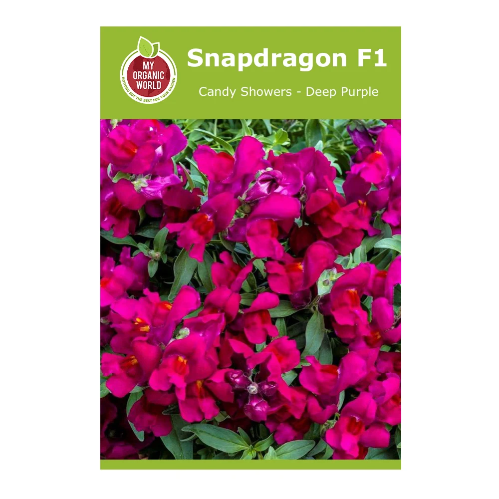 Snapdragon F1 Candy Showers Deep Purple 1 Snapdragon F1 Candy Showers Deep Purple