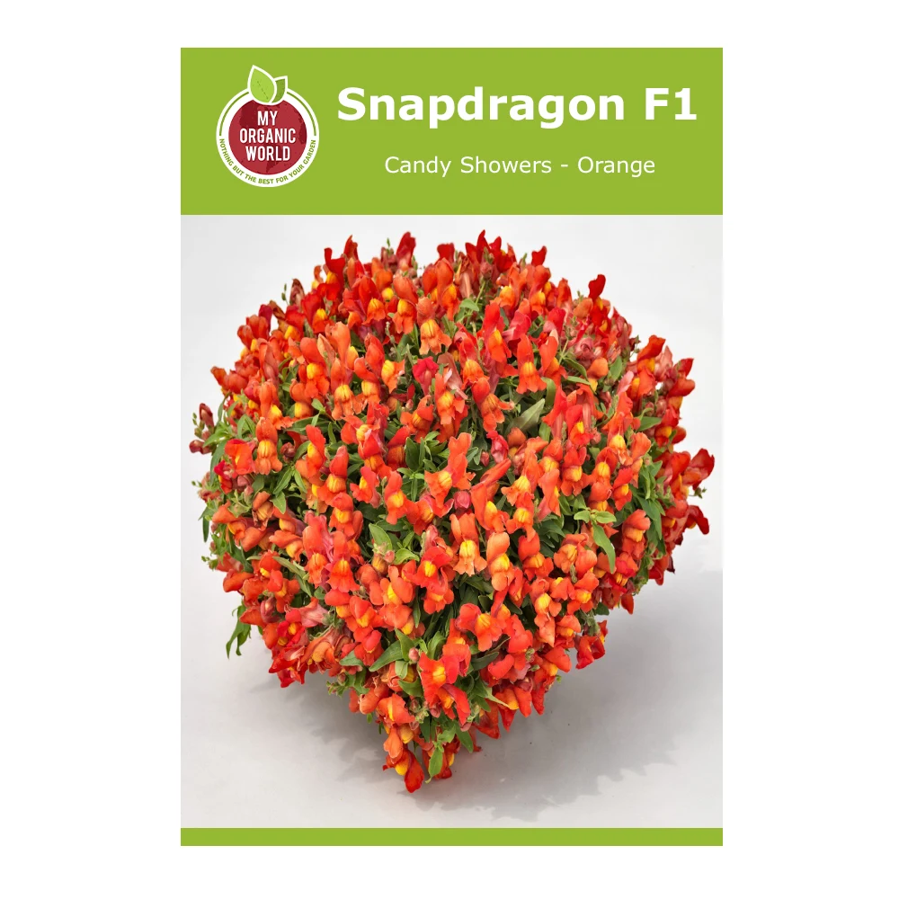 Snapdragon F1 Candy Showers Orange 1 Snapdragon F1 Candy Showers Orange