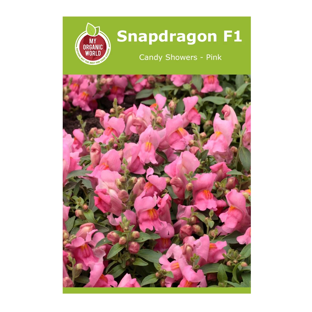 Snapdragon F1 Candy Showers Pink 1 Snapdragon F1 Candy Showers Pink