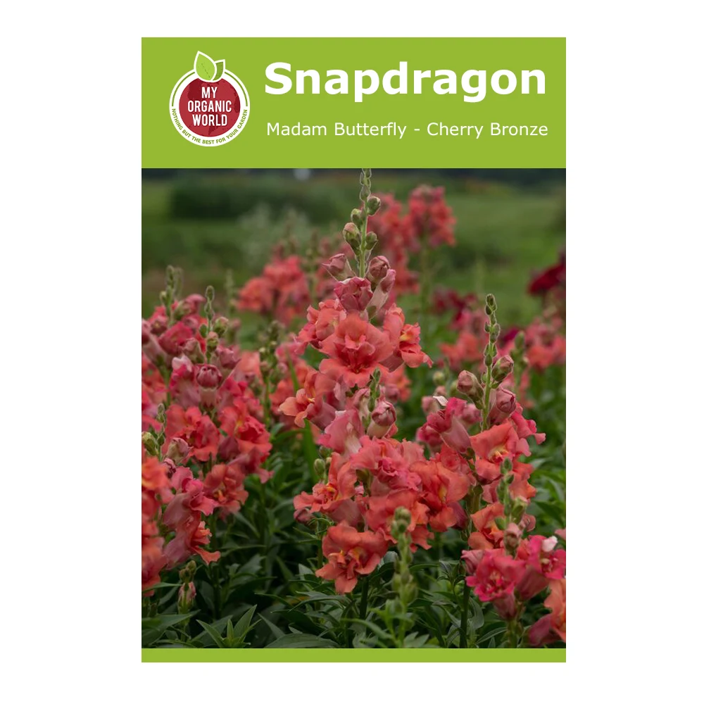 Snapdragon Madam Butterfly Cherry Bronze 1 Snapdragon Madam Butterfly Cherry Bronze
