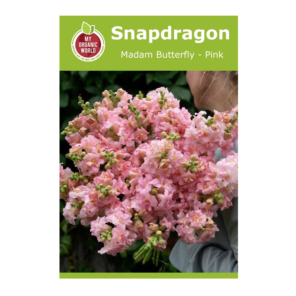Snapdragon Madam Butterfly Pink 1 Snapdragon Madam Butterfly Pink