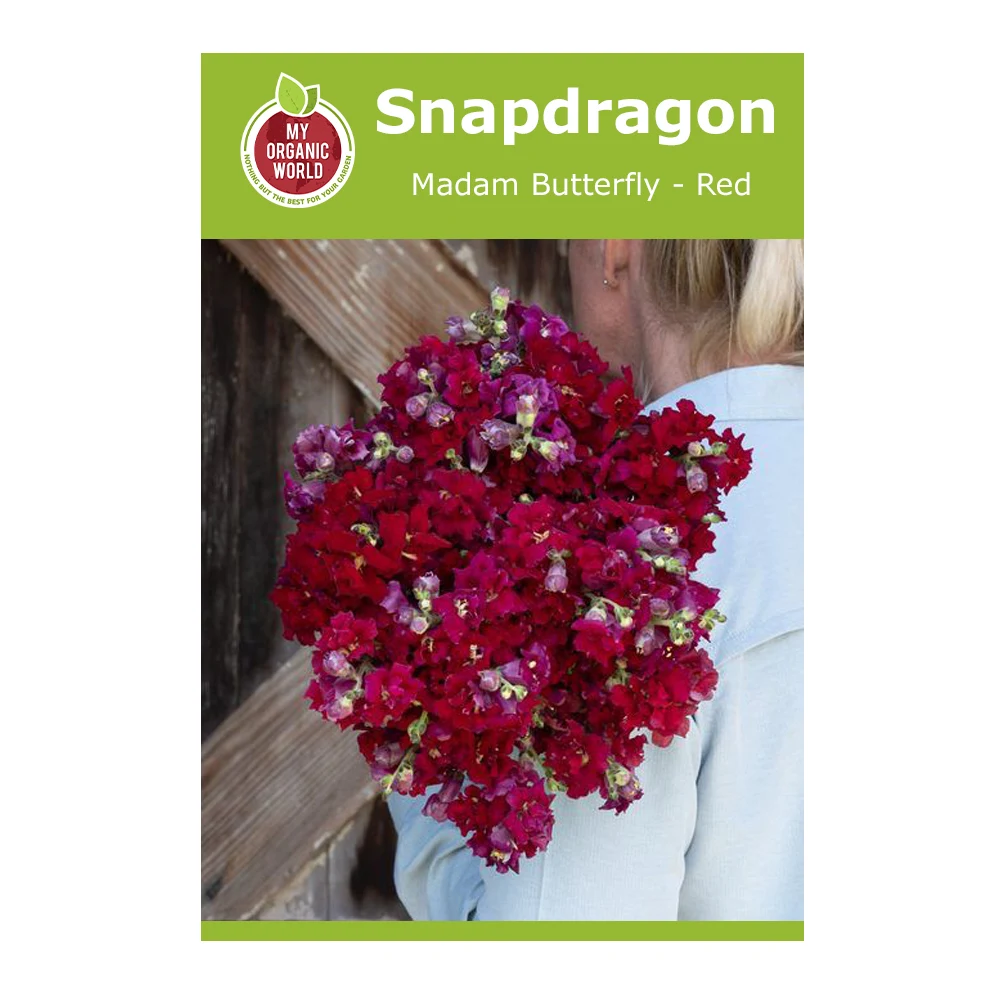 Snapdragon Madam Butterfly Red 1 Snapdragon Madam Butterfly Red