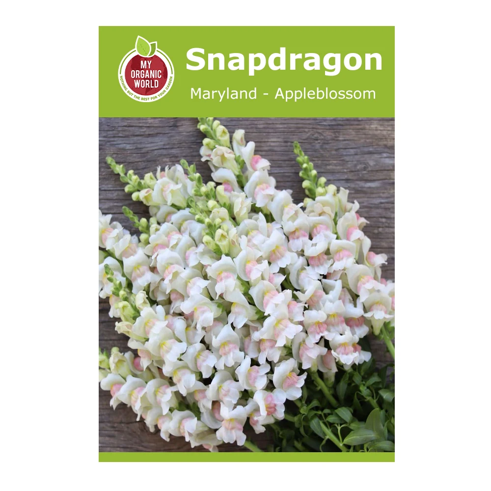 Snapdragon Maryland Appleblossom 1 Snapdragon Maryland Appleblossom
