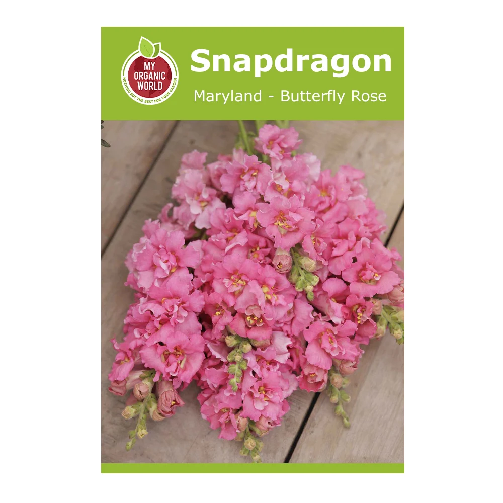 Snapdragon Maryland Butterfly Rose