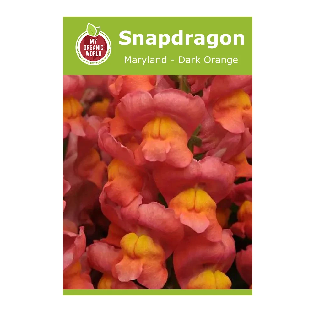 Snapdragon Maryland Dark Orange