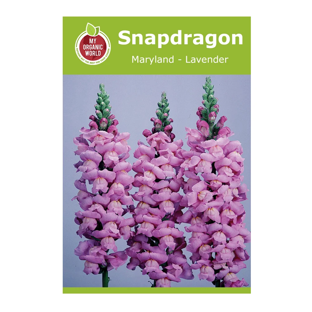 Snapdragon Maryland Lavender 1 Snapdragon Maryland Lavender