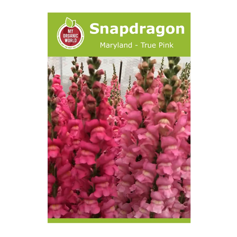 Snapdragon Maryland True Pink 1 Snapdragon Maryland True Pink
