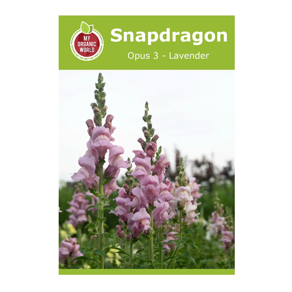 Snapdragon Opus 3 Lavender 1 Snapdragon Opus 3 Lavender