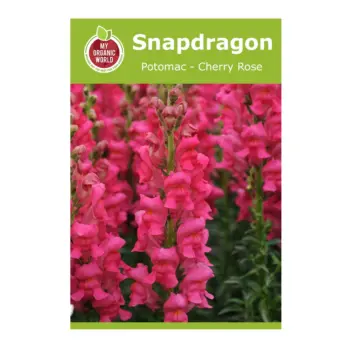 Snapdragon Potomac Cherry Rose Seeds