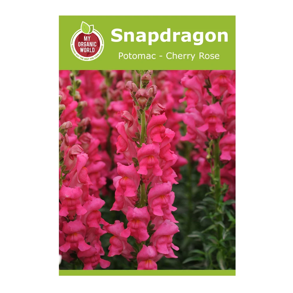 Snapdragon Potomac Cherry Rose