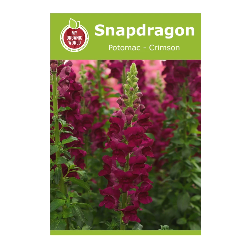 Snapdragon Potomac Crimson 1 Snapdragon Potomac Crimson