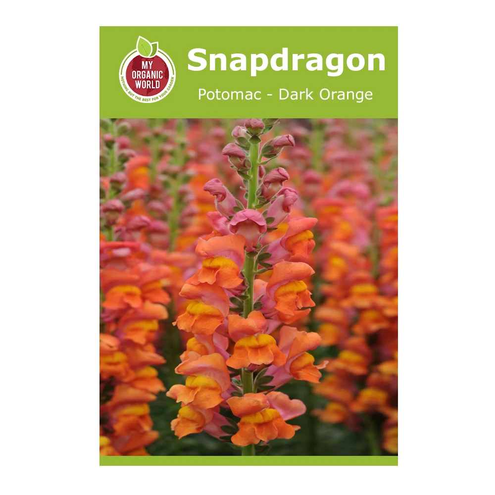 Snapdragon Potomac Dark Orange 1 Snapdragon Potomac Dark Orange