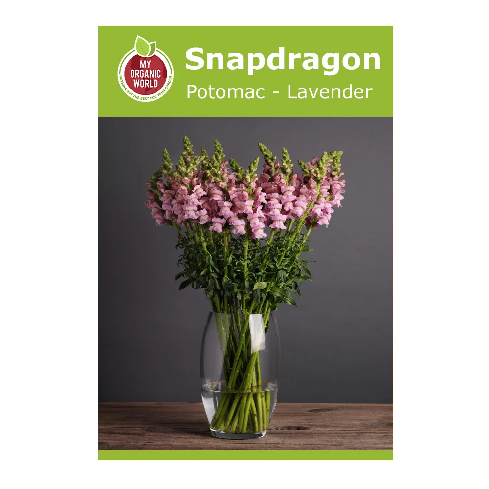 Snapdragon Potomac Lavender