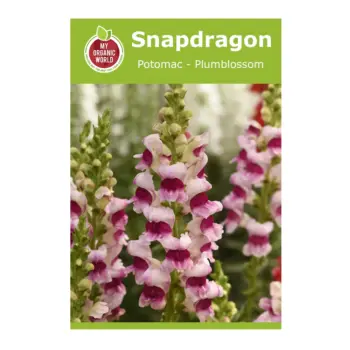 Snapdragon Potomac Plumblossom Seeds