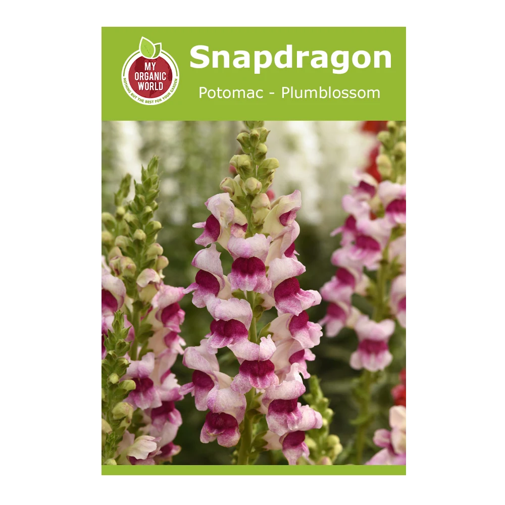 Snapdragon Potomac Plumblossom 1 Snapdragon Potomac Plumblossom