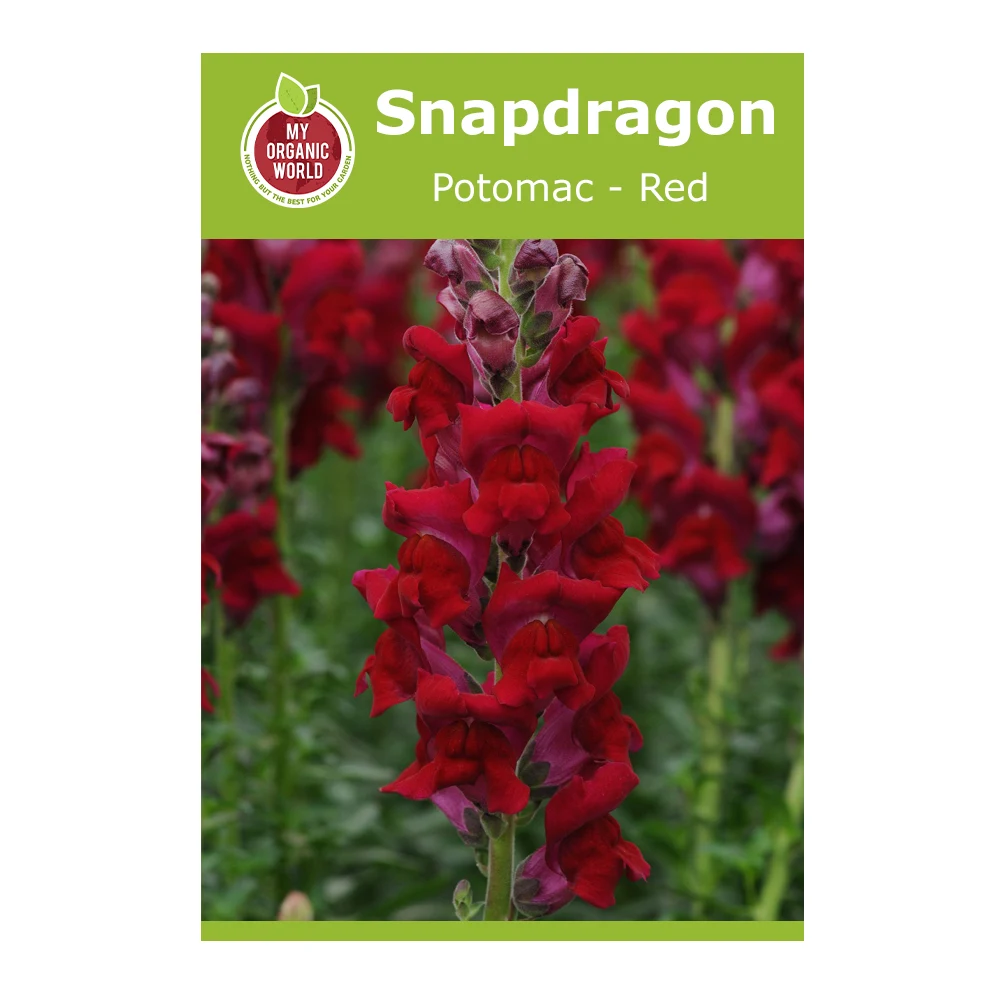 Snapdragon Potomac Red 1 Snapdragon Potomac Red