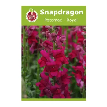 Snapdragon Potomac Royal Seeds