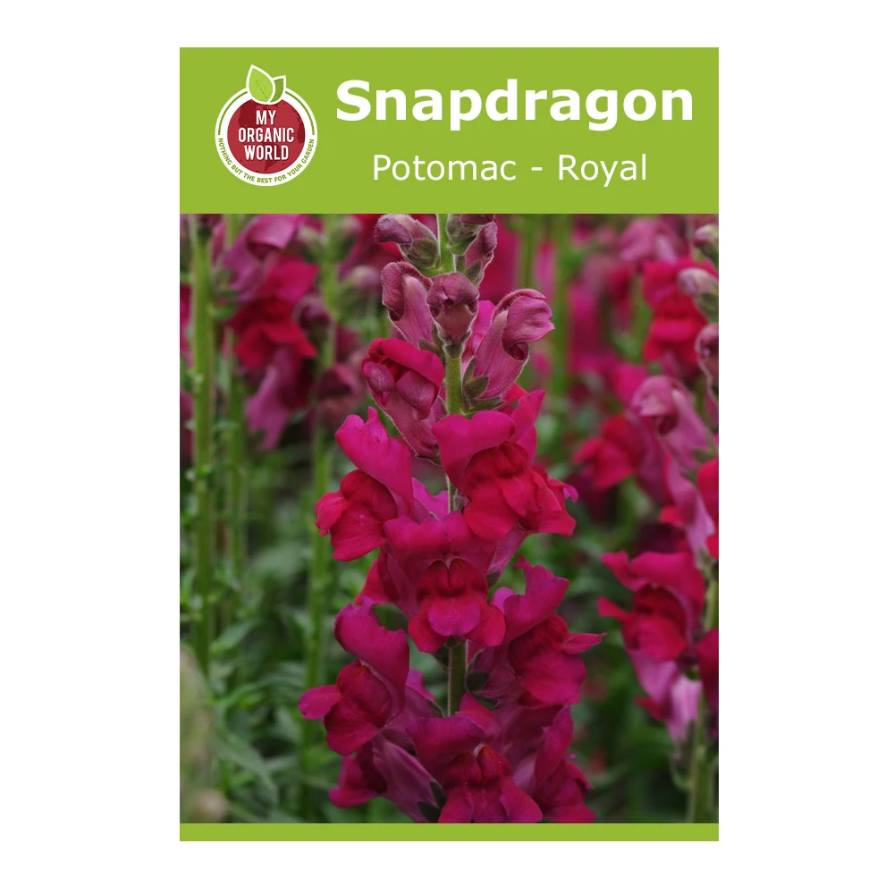 Snapdragon Potomac Royal