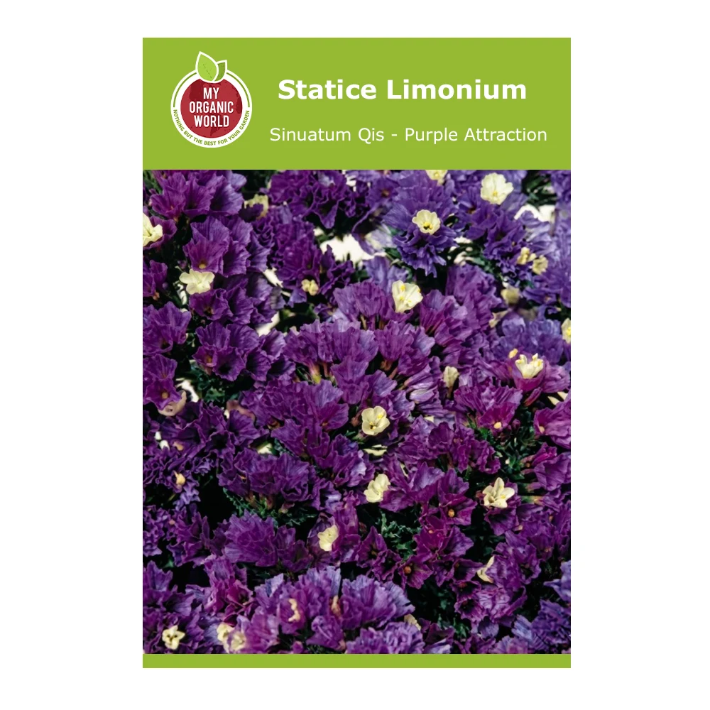 Statice Limonium Sinuatum Qis Purple Attractions