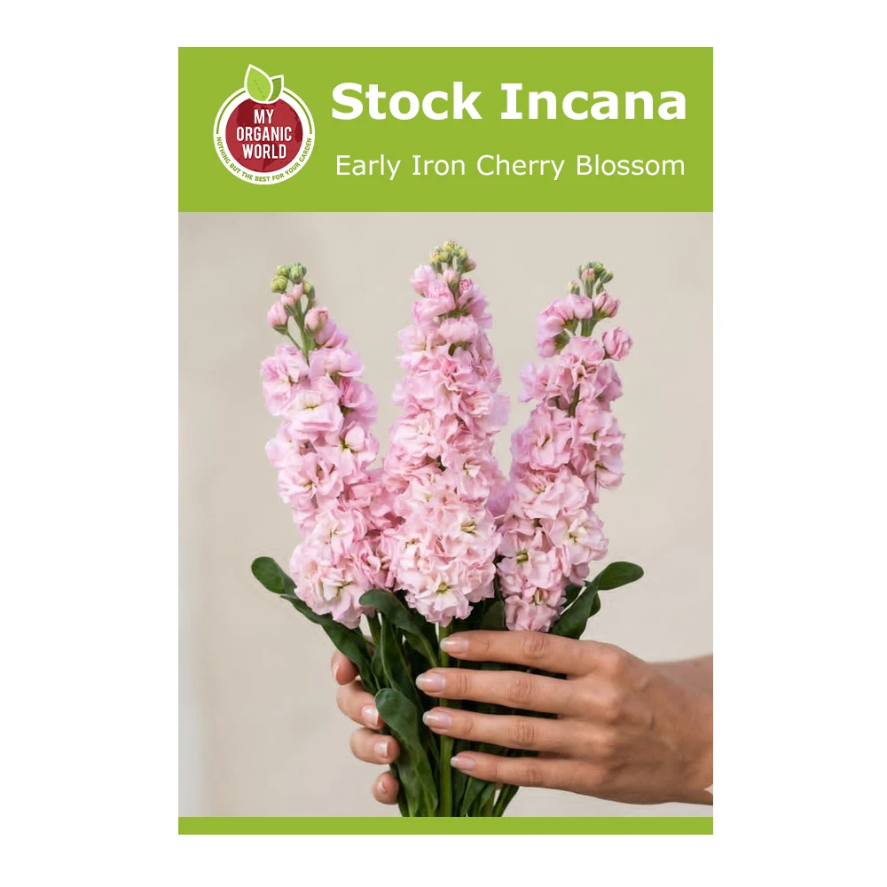 Stock Incana Early Iron Cherry Blossom