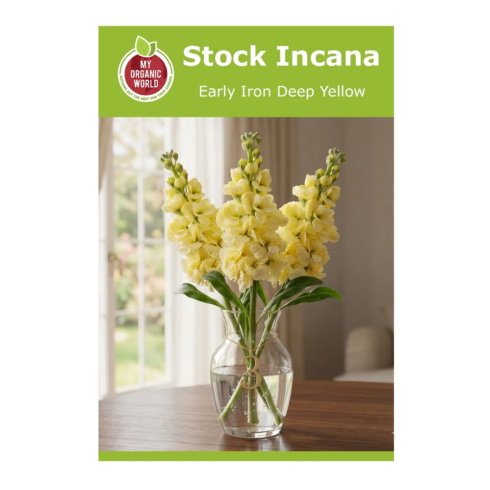 Stock Incana Early Iron Deep Yellow