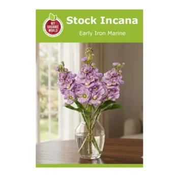 Stock Incana Early Iron Marine Seeds