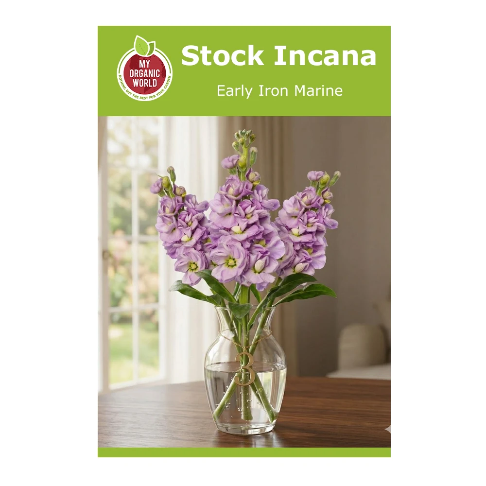 Stock Incana Early Iron Marine 1 Stock Incana Early Iron Marine