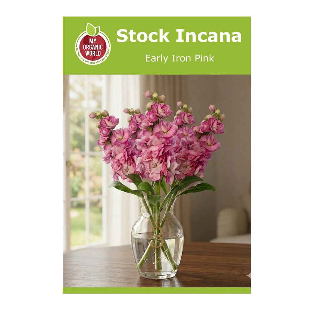 Stock Incana Early Iron Pink 1 Stock Incana Early Iron Pink