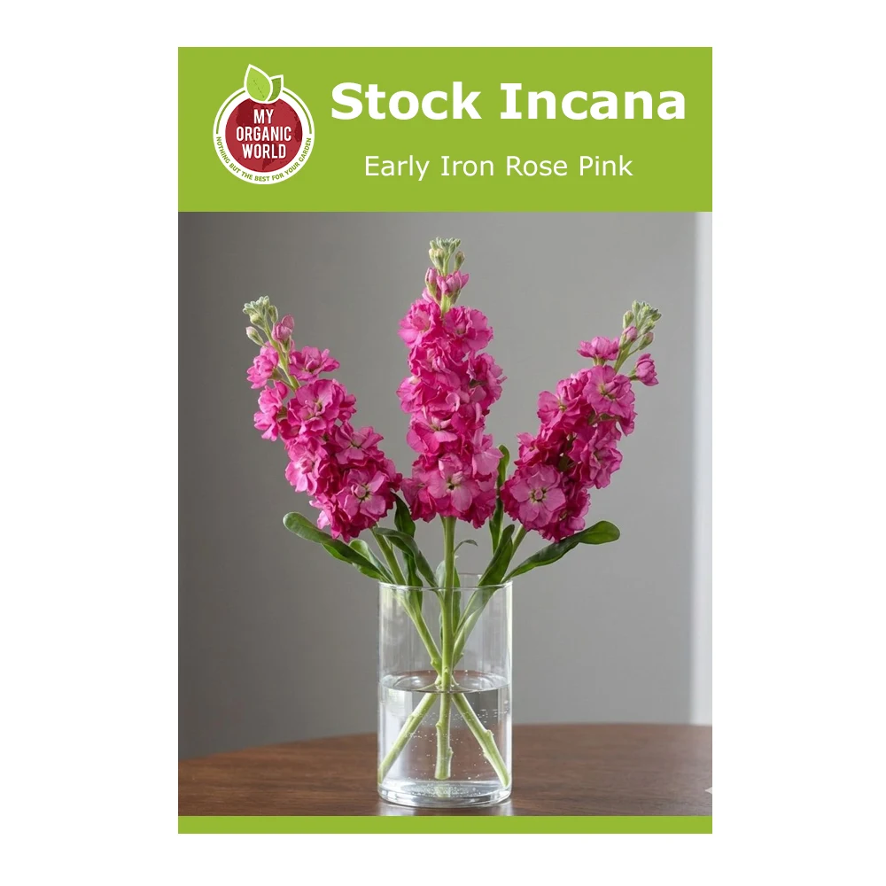Stock Incana Early Iron Rose Pink 1 Stock Incana Early Iron Rose Pink