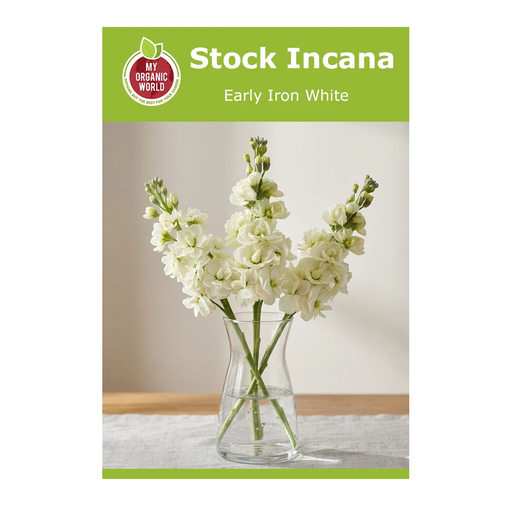 Stock Incana Early Iron White