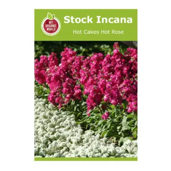 Stock Incana Hot Cakes Hot Rose Seeds