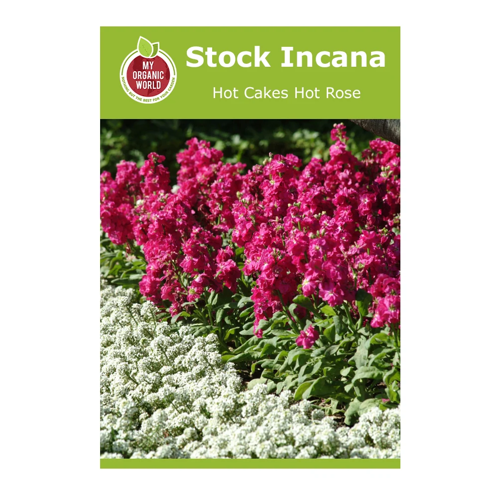 Stock Incana Hot Cakes Hot Rose 1 Stock Incana Hot Cakes Hot Rose