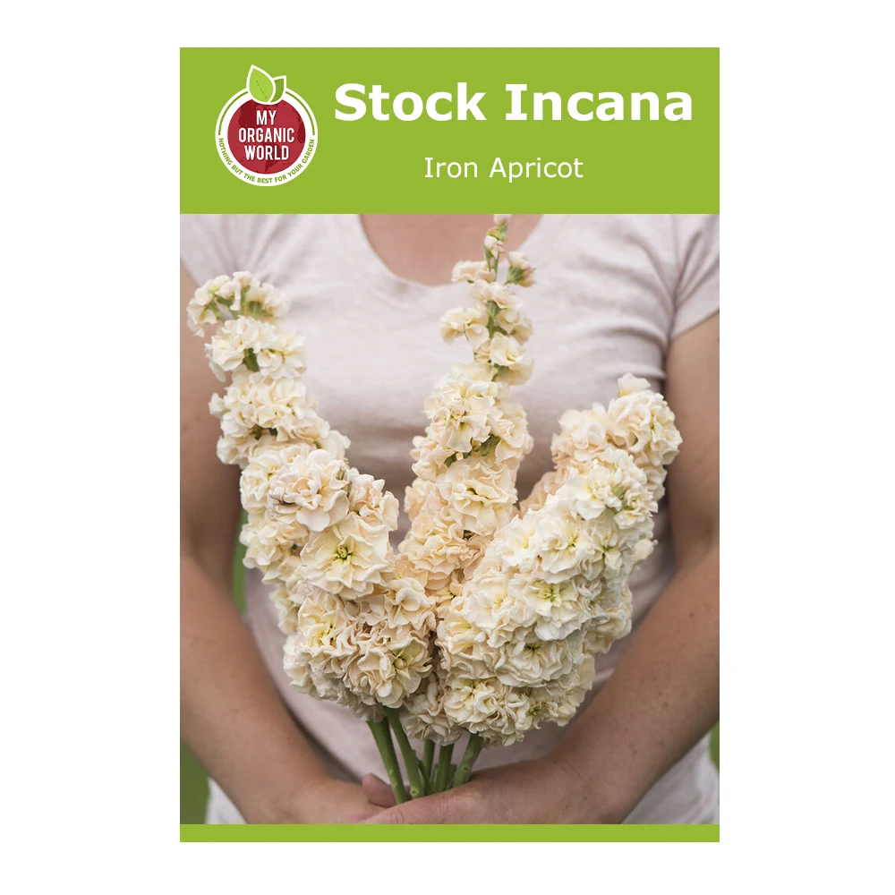 Stock Incana Iron Apricot 1 Stock Incana Iron Apricot
