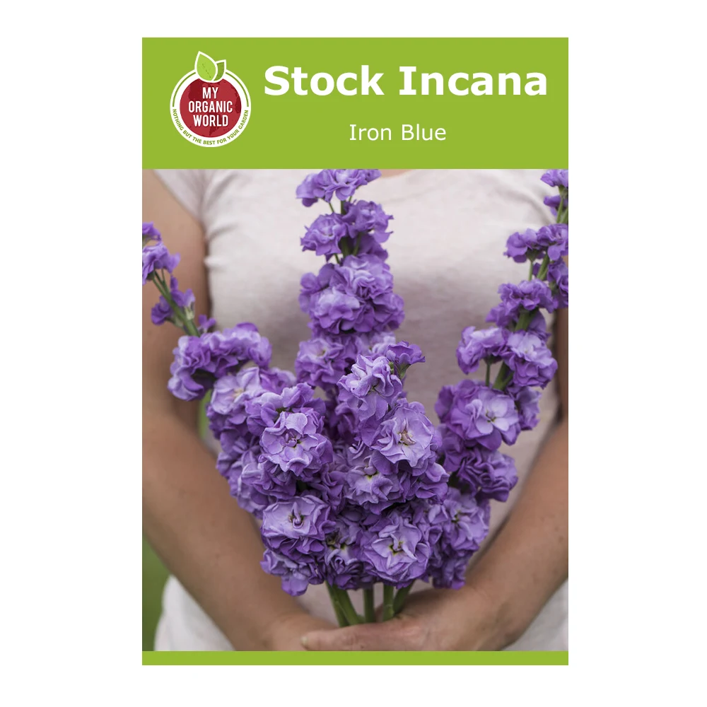 Stock Incana Iron Blue 1 Stock Incana Iron Blue