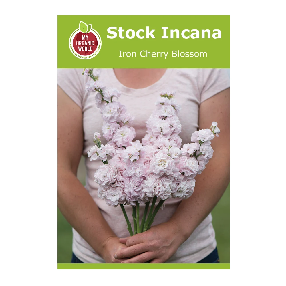 Stock Incana Iron Cherry Blossom 1 Stock Incana Iron Cherry Blossom