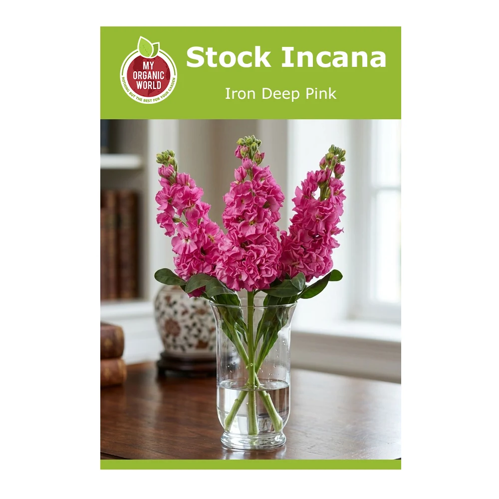 Stock Incana Iron Deep Pink 1 Stock Incana Iron Deep Pink
