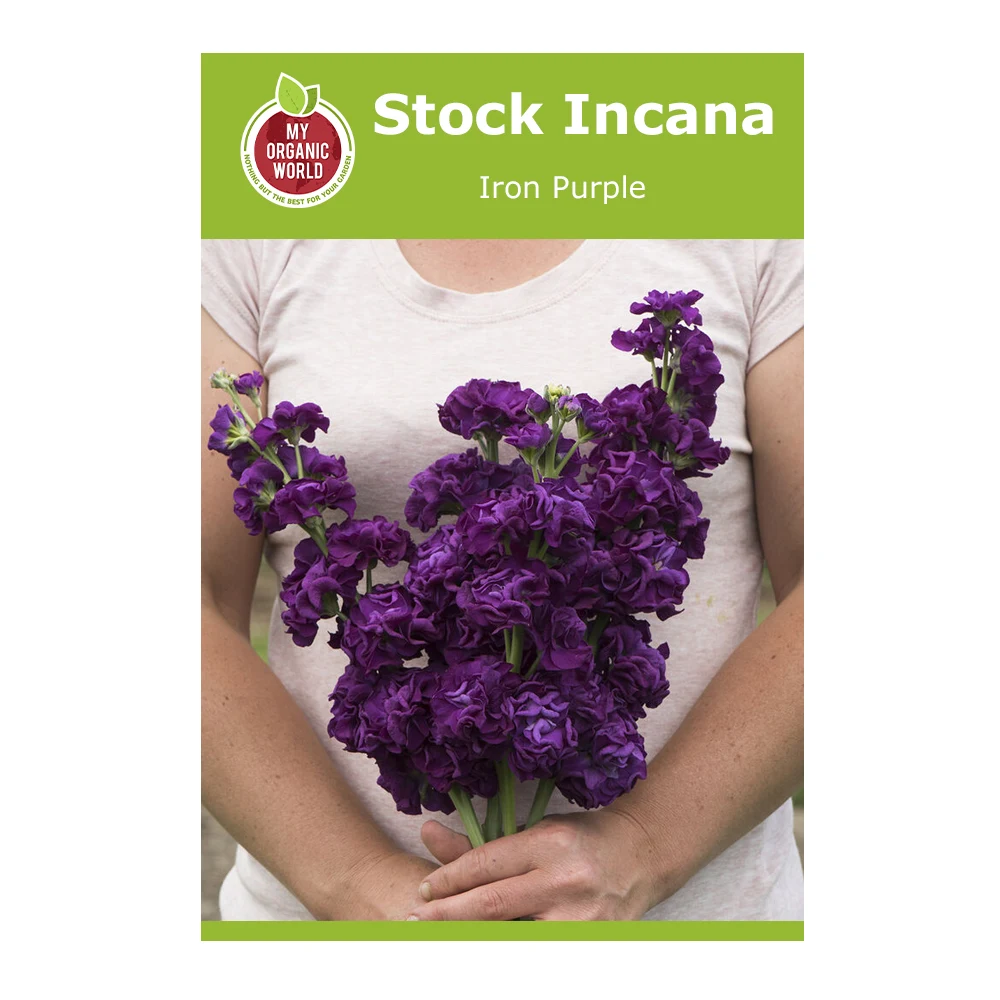 Stock Incana Iron Purple 1 Stock Incana Iron Purple