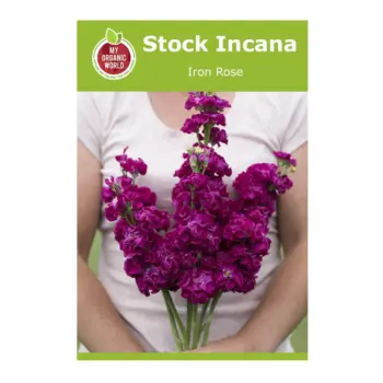 Stock Incana Iron Rose Seeds