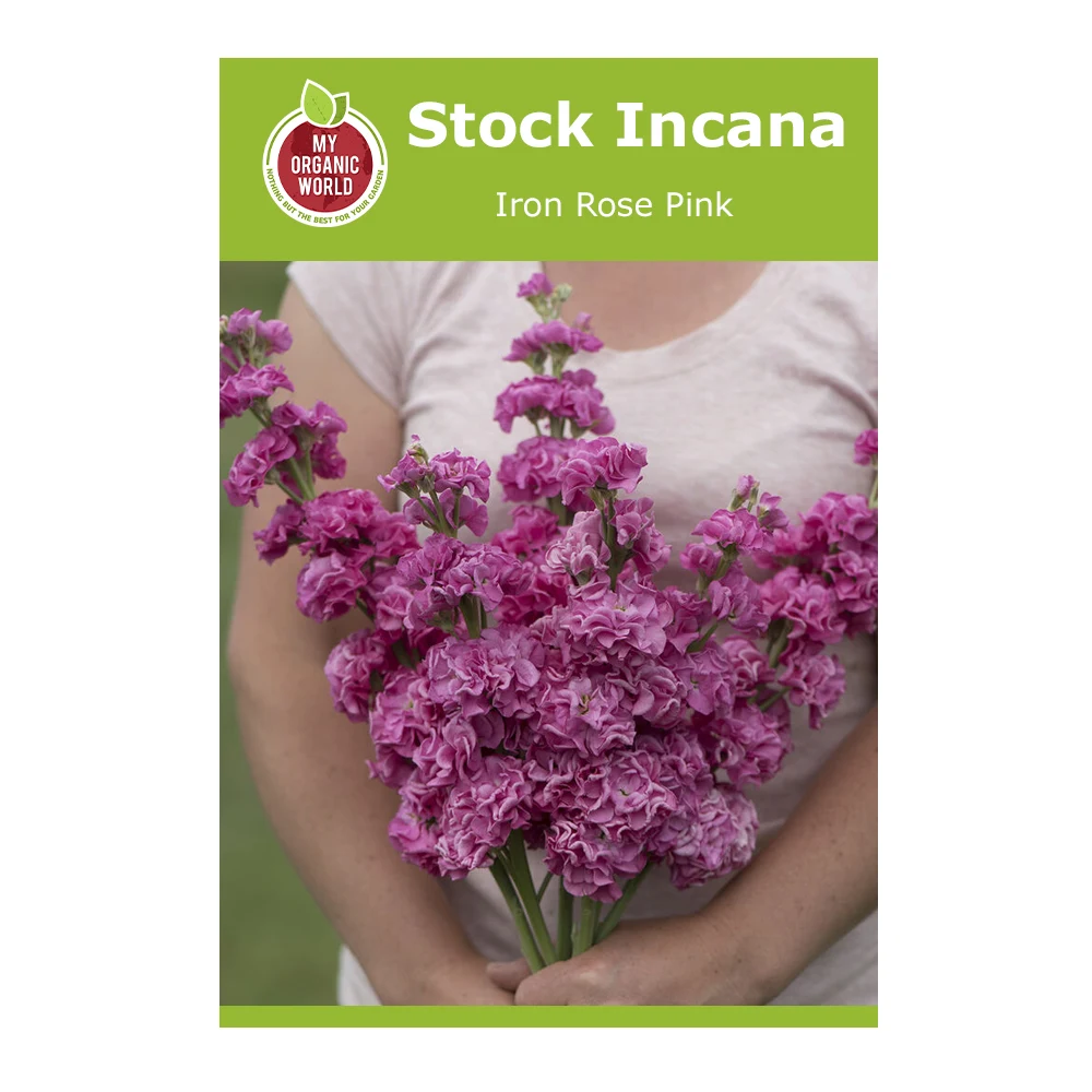 Stock Incana Iron Rose Pink 1 Stock Incana Iron Rose Pink