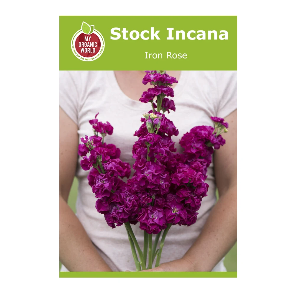 Stock Incana Iron Rose 1 Stock Incana Iron Rose