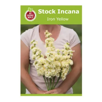 Stock Incana Iron Yellow seeds