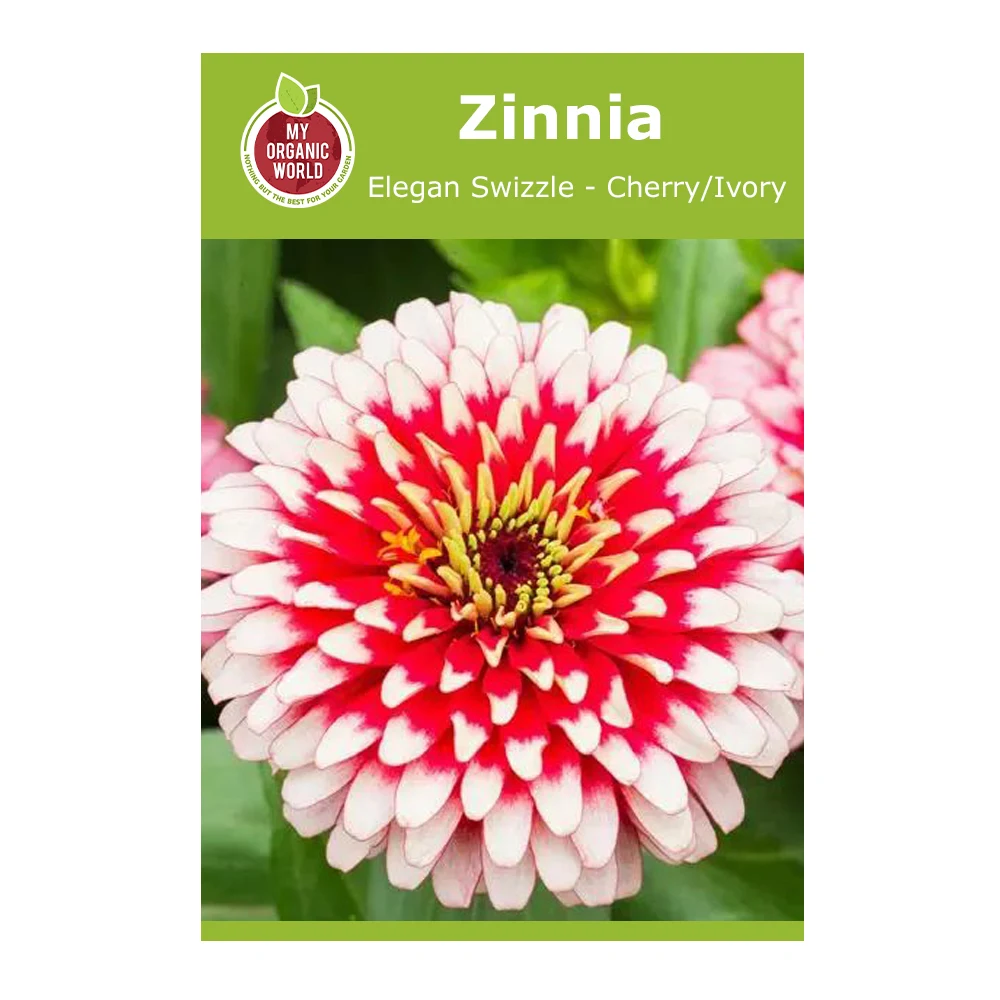 Zinnia elegans Swizzle Cherry Ivory 1 Zinnia Elegan Swizzle Cherry Ivory