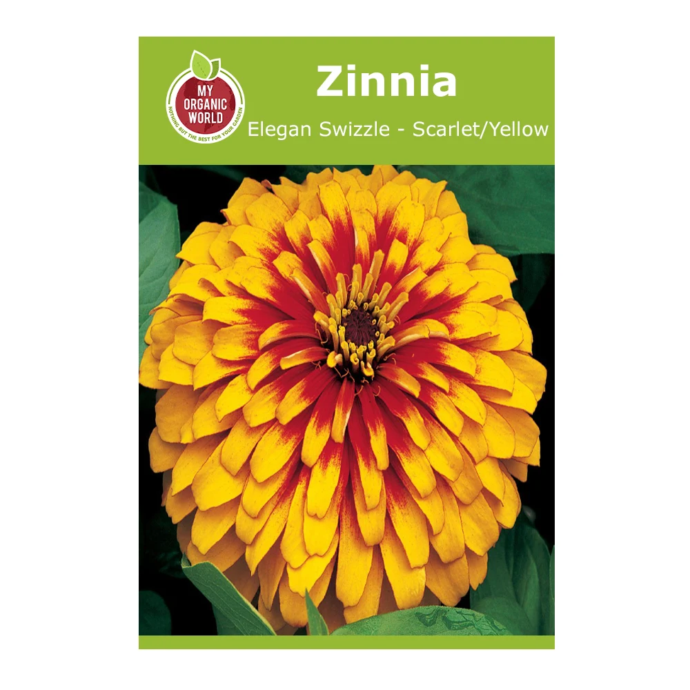 Zinnia Elegans Swizzle Scarlet Yellow 1 Zinnia Elegan Swizzle Scarlet Yellow