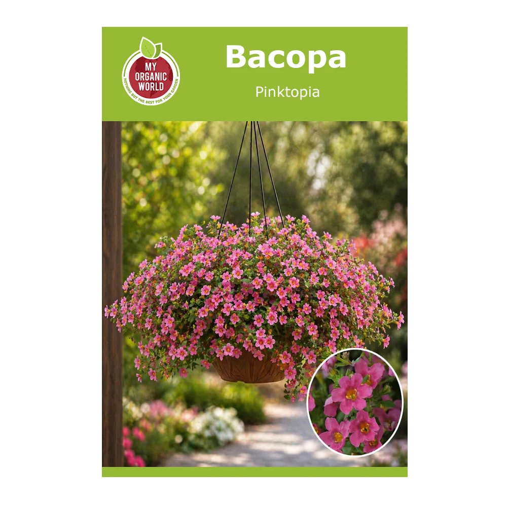 Bacopa Pinktopia 1 Bacopa Pinktopia
