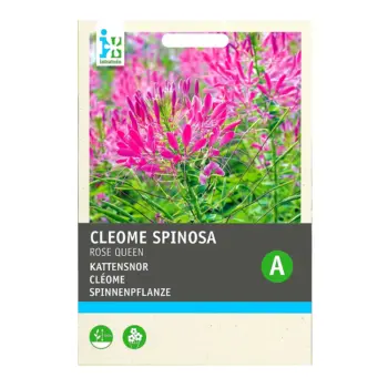 Cleome Rose Queen