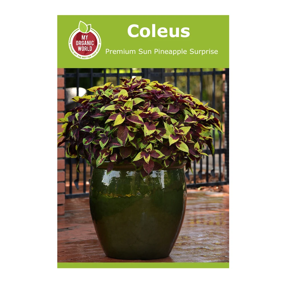 Coleus Premium Sun Pineapple Surprise 1 Coleus Premium Sun Pineapple Surprise